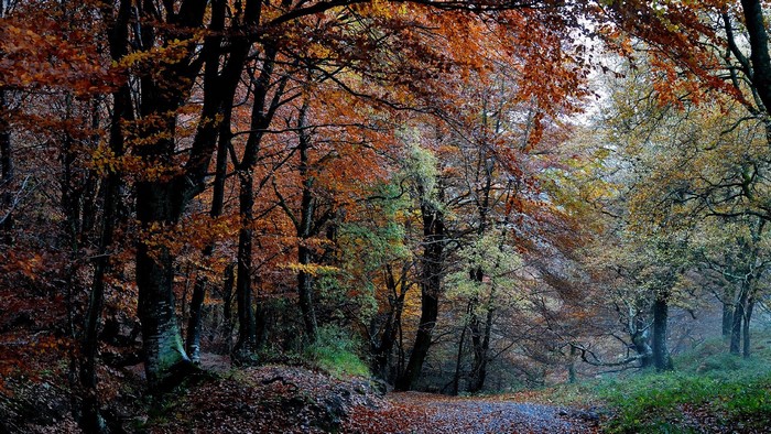 Autumn forest path with colorful leaves