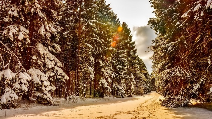 Snowy forest path with sunlight filtering through trees
