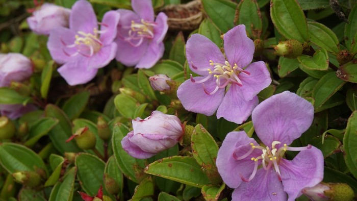 Purple flowers and green leaves