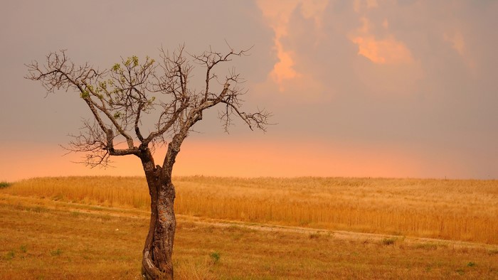 Lone tree in a wheat field at sunset