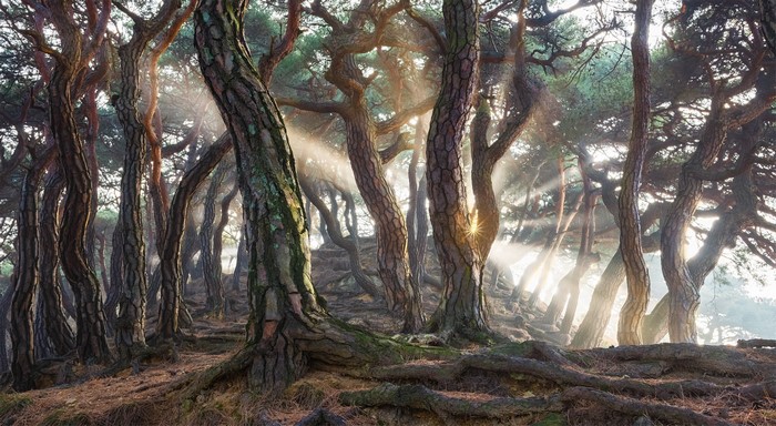 Sun rays filtering through a pine forest with gnarled trees
