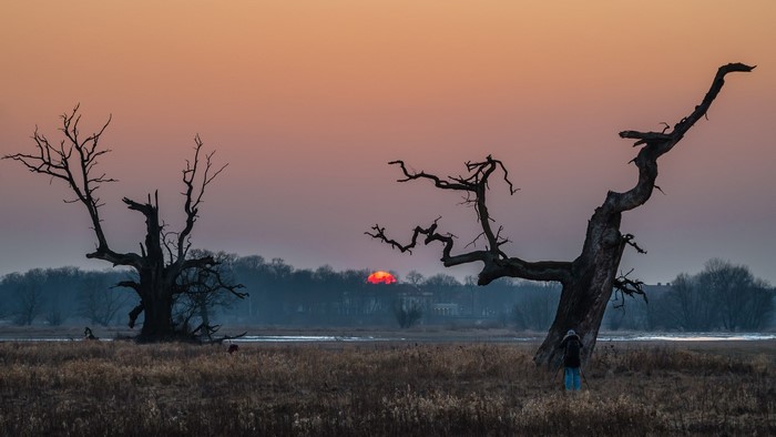 Photographer at dead trees during sunset