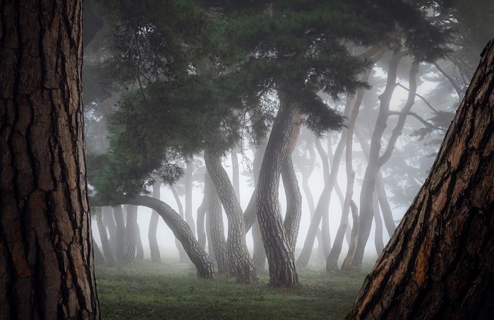 Misty forest with pine trees in South Korea