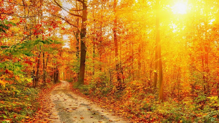 Autumn forest path with sunlight filtering through trees