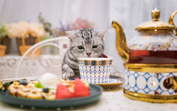 Cat at a table with tea and dessert