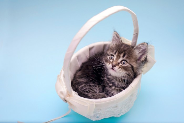 Kitten in a decorative basket