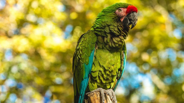 Great Green Macaw parrot perched on a branch