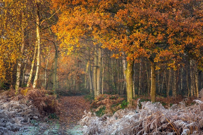 Autumn forest path with frosted ferns