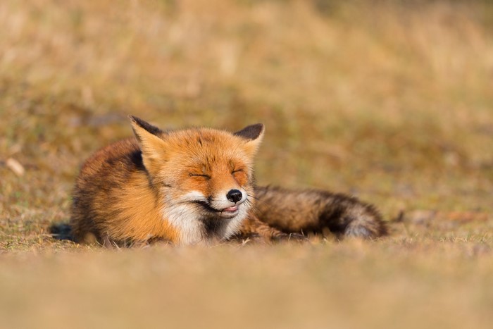 Red fox resting on grassy field