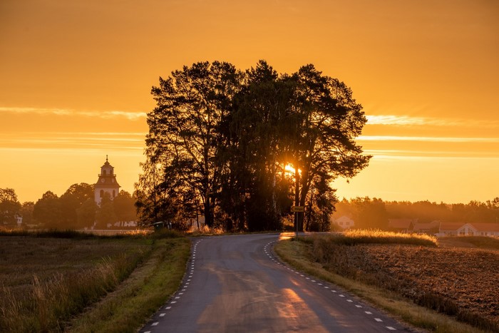 Road through trees at sunset in Sweden