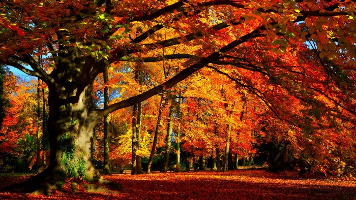 Autumn forest with large tree and fallen leaves