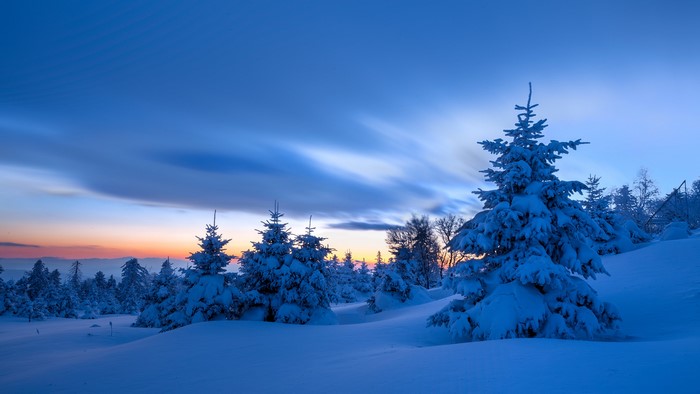 Snow-covered spruce trees at sunset with clouds