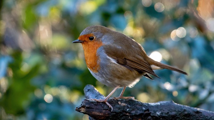 European Robin perched on a branch