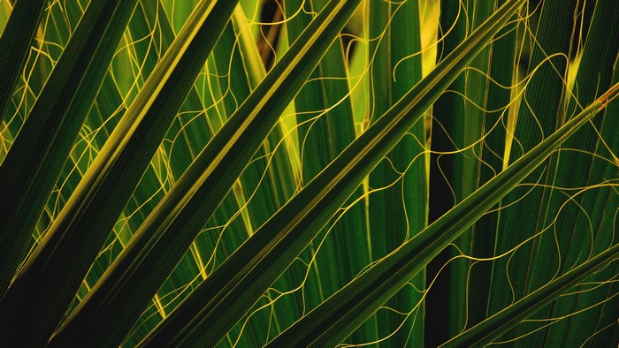 Close-up of green palm fronds with yellow filaments