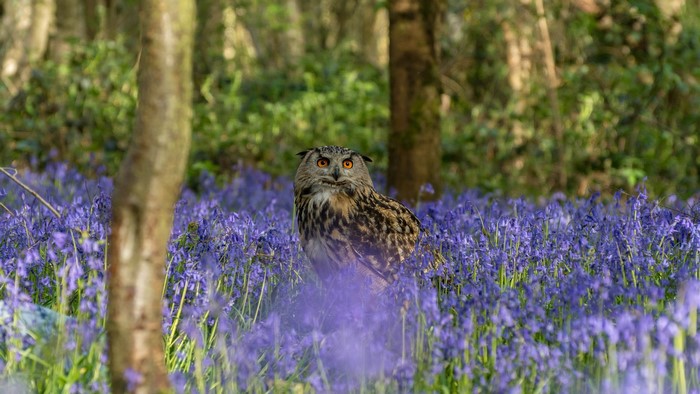 Eurasian eagle-owl in a bluebell forest