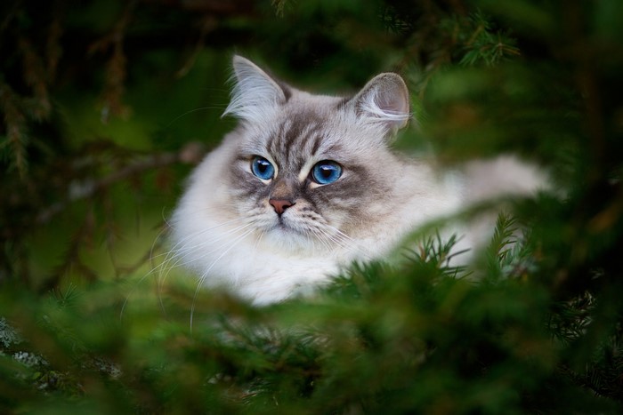 A fluffy cat with blue eyes in green foliage