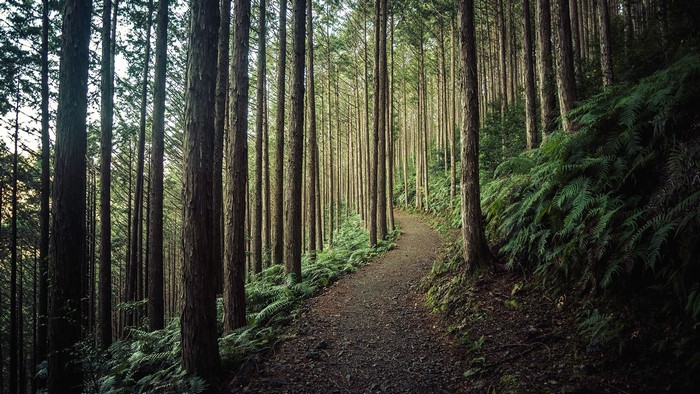 A dirt path winds through a dense forest in Japan