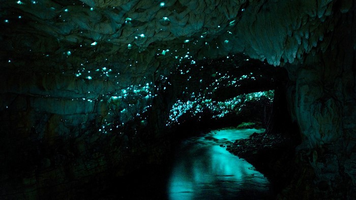 Glowworms illuminate a cave with a stream in New Zealand