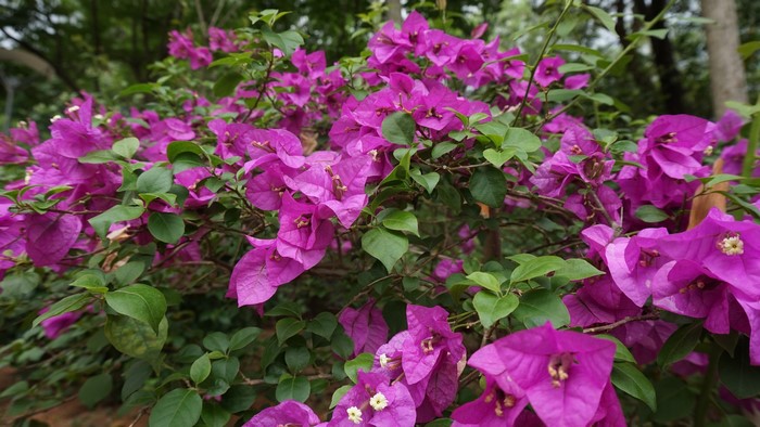 Purple Bougainvillea Flowers in Bloom