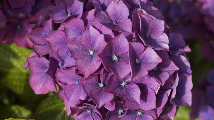 Close-up of purple hydrangea flowers