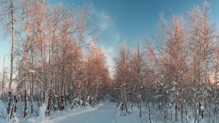 Winter forest path with snow and bare trees