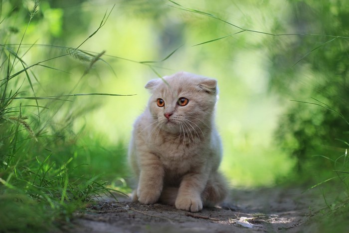 Scottish Fold kitten sitting outdoors in grass