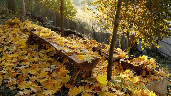 Autumn scene with a wooden bench covered in fallen leaves