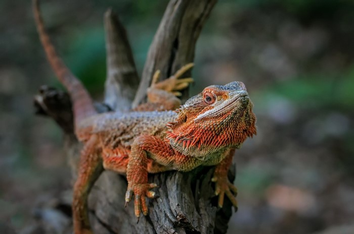 Bearded dragon lizard on a branch