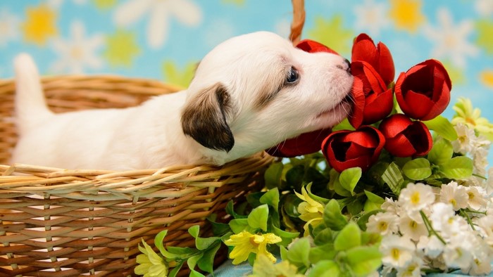 Puppy in a basket with red and white flowers