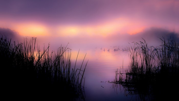 Reeds and ducks in misty lake at sunrise