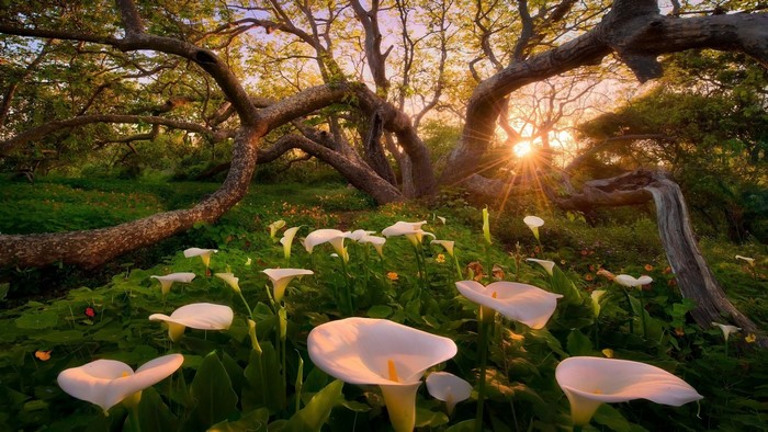 Calla lilies in a forest at sunset