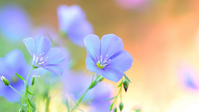 Close-up of delicate blue flax flowers in soft focus
