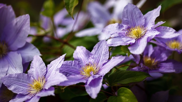 Purple clematis flowers with yellow centers