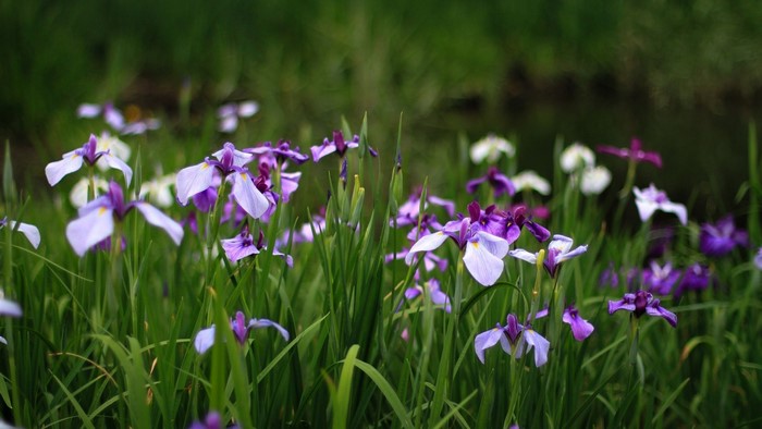 Purple and white irises in green grass