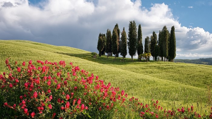 Tuscan landscape with cypress trees and red flowers