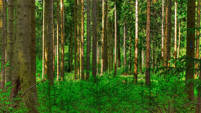 Sunlight filtering through a dense forest with green undergrowth