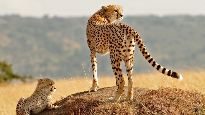 Mother and cub cheetahs on a grassy mound