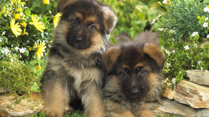 Two German Shepherd puppies sitting among flowers and rocks