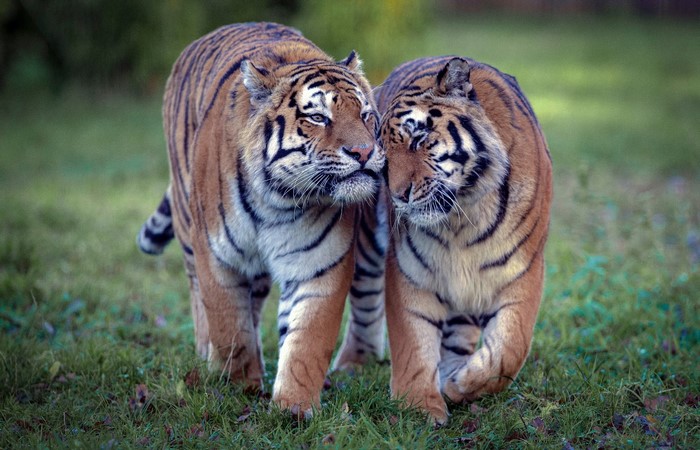 Two tigers walking in a grassy field