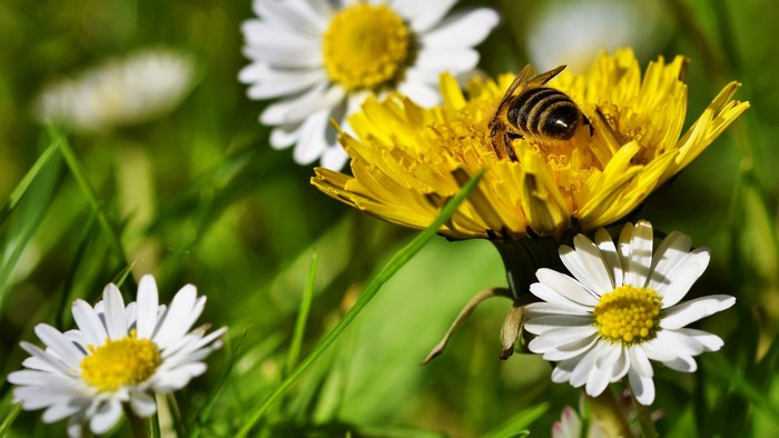 Bee on a dandelion with daisies