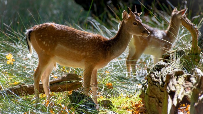 Two deer in a sunlit forest with foliage