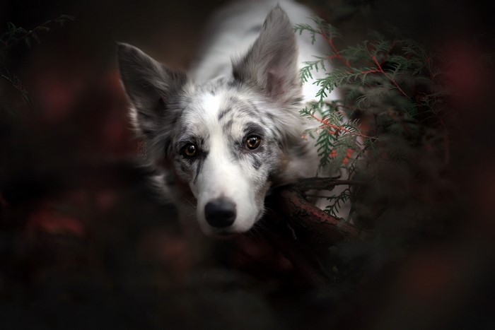 A dog resting its head on a branch