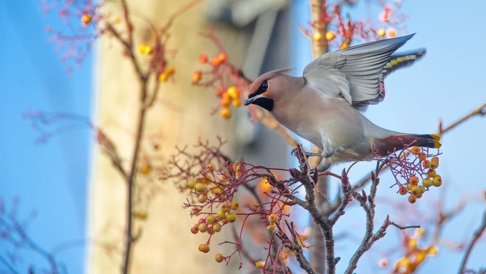 Bohemian Waxwing bird on a branch with berries