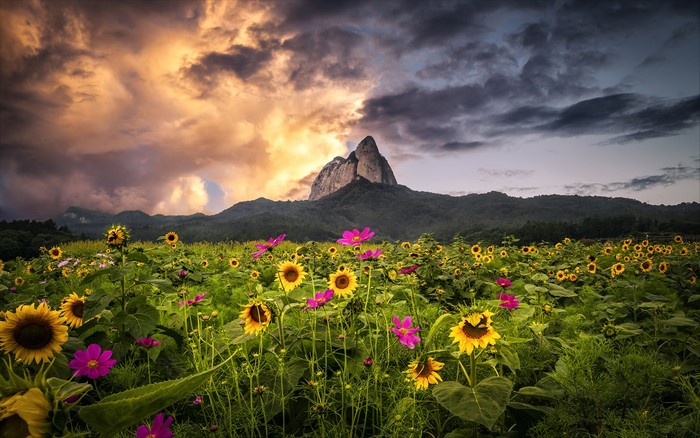 Field of sunflowers and pink flowers with a mountain under stormy clouds