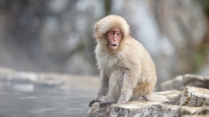 Young Japanese macaque sitting on rocks near water