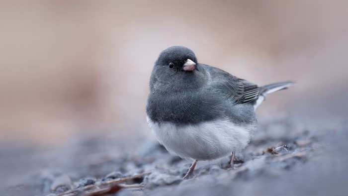 Dark-eyed Junco bird on the ground