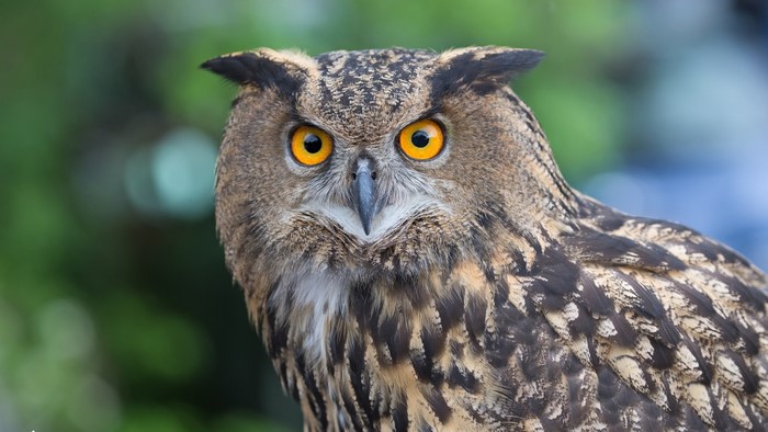 Close-up of a Great Horned Owl with yellow eyes