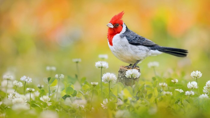 Red-crested cardinal bird perched on a stump in a field of white clover flowers