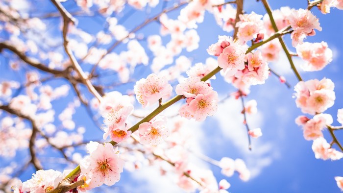 Pink cherry blossoms on branches against a blue sky