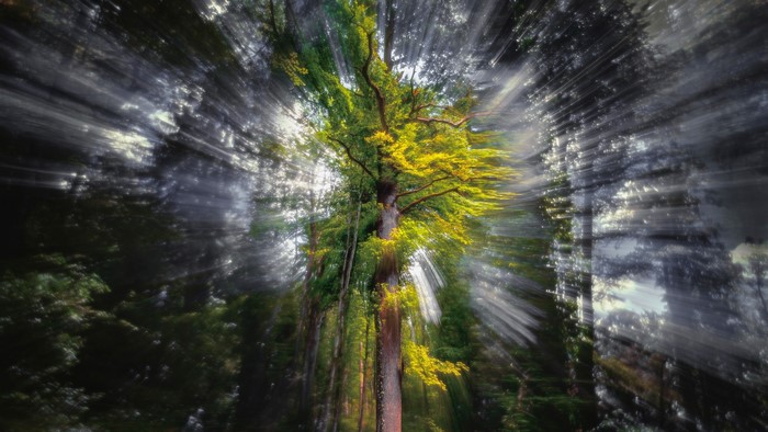 Sunlight filtering through trees in a forest